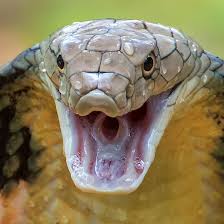 snake