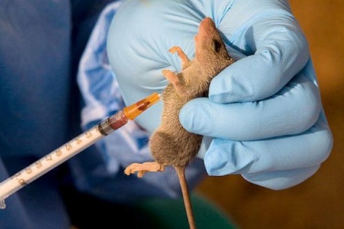 Lassa Fever Outbreak Alert: Delta State Implements Emergency Measures to Combat Spread