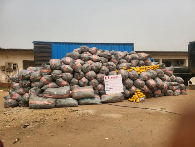 NDLEA Destroys Over 10,000 kg of Cannabis in Edo, Arrests Multiple Suspects