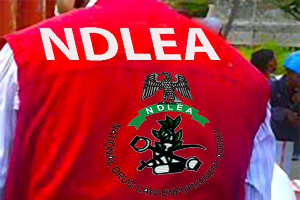 Adamawa State NDLEA Confiscates 4.7 Tons of Drugs and Arrests 454 Suspected Dealers