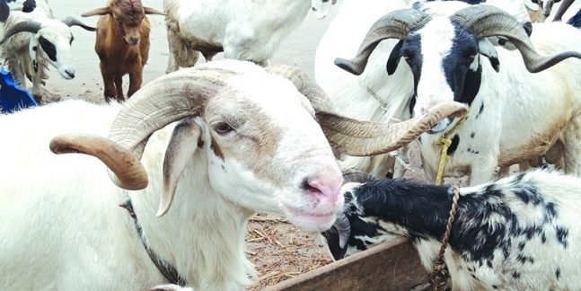 Theft of Chief Imam’s Sacrificial Ram Sparks Outrage in Plateau Community