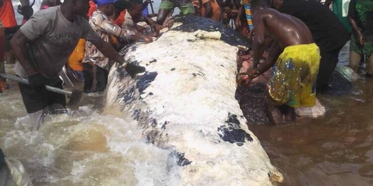 Dead Whale Butchering Sparks Health Warning in Bayelsa Amidst Cholera Outbreak