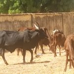 Cow